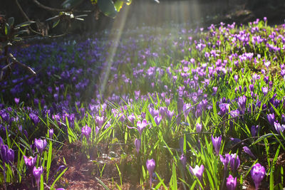 Close-up of purple crocus flowers on field