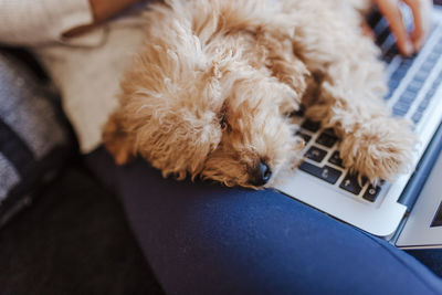 Close-up of dog sleeping