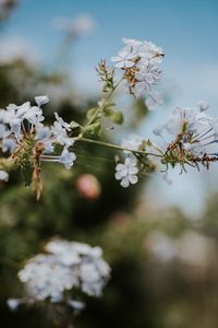 Close-up of white flowering plant