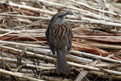 Bird perching on wood