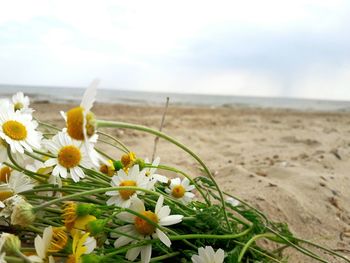 Close-up of yellow flowers blooming against sky