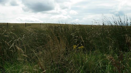 Close-up of wheat field against sky