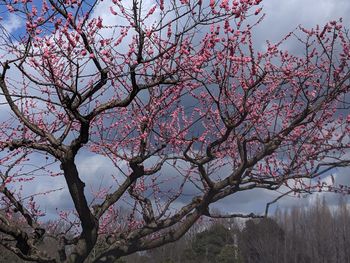 Low angle view of cherry blossoms against sky