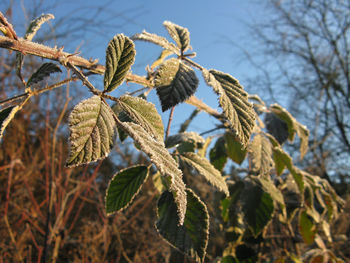 Low angle view of plant against sky