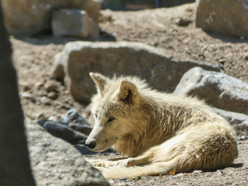 Close-up of lion on rock