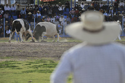 Traditional bullfights that take place in the city of arequipa, in southern peru