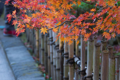 Autumn leaves on footpath