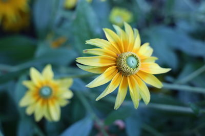 Close-up of yellow flower