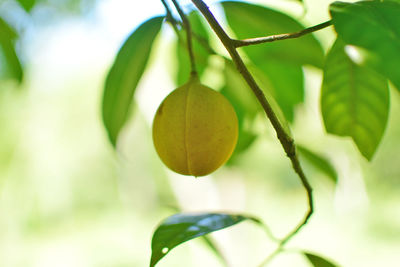 Close-up of fruit growing on tree