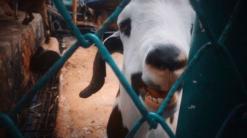 Close-up portrait of a horse