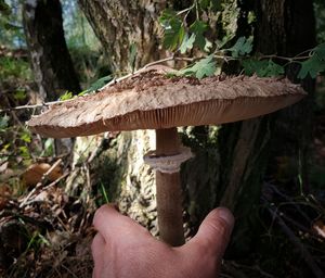 Close-up of mushroom growing in forest