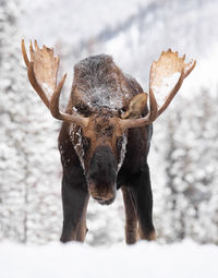 Portrait of moose on snow covered land