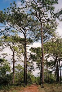 Low angle view of trees in forest against sky