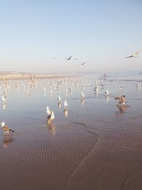 Swans swimming in sea against sky