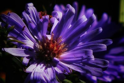 Close-up of purple flowering plant