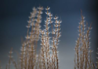 Close-up of wheat growing on field against clear sky