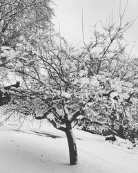 Bare trees against sky