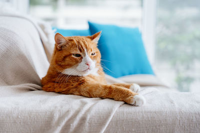 Cat relaxing on bed at home