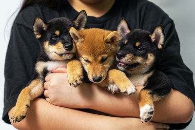 A girl hugging a shiba inu dog. a girl holding three shiba inu puppies.