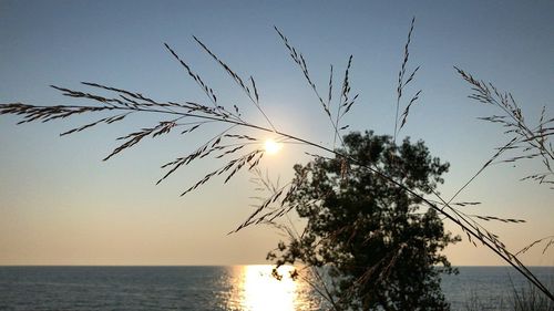 Silhouette tree against sea during sunset