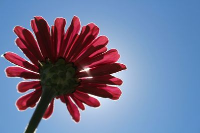 Low angle view of flowers against clear blue sky