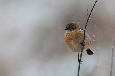 Close-up of bird perching outdoors