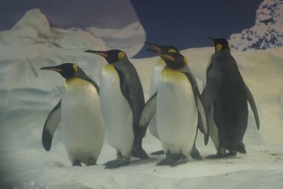 Flock of birds on beach