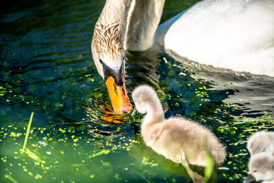 Duck swimming in a lake