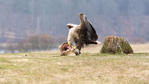 Eagle on a field with prey