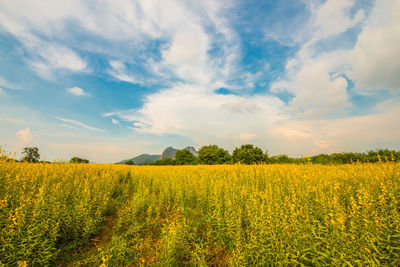 Scenic view of oilseed rape field against sky