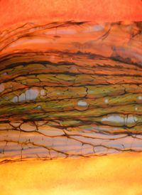 Close-up of tree in water