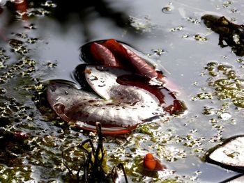 High angle view of swan swimming in lake