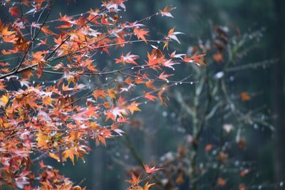 Close-up of leaves