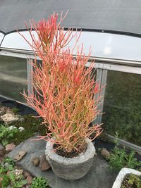 High angle view of potted plants on window