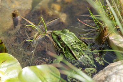 Close-up of frog in pond