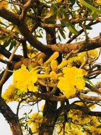 Low angle view of yellow flowers on tree