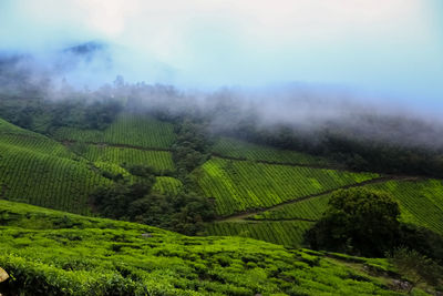 Scenic view of agricultural field