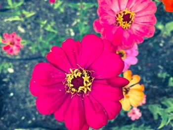 Close-up of pink flower