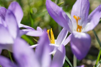 Close-up of purple crocus flowers