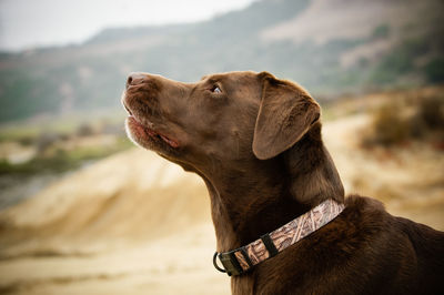 Close-up of dog against sky