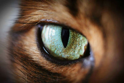 Close-up of cat eye