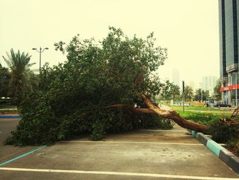 Footpath amidst trees