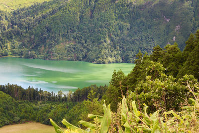 Scenic view of lake and trees in forest