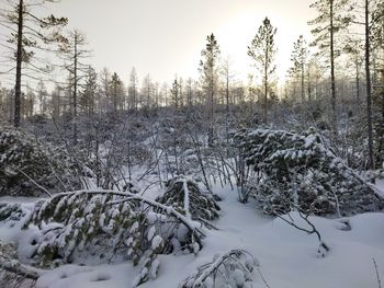 Trees on snow covered field during winter