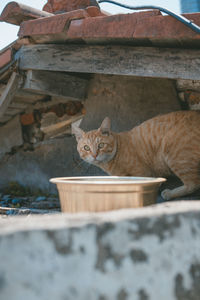 Portrait of a cat resting