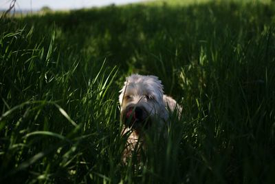 Dog on grassy field