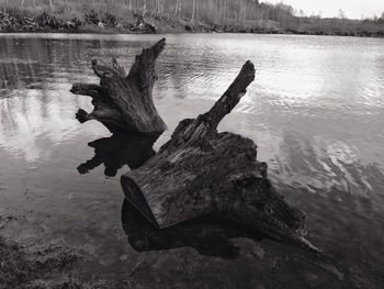 Driftwood on wood by lake