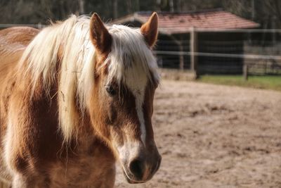 Close-up of horse on field