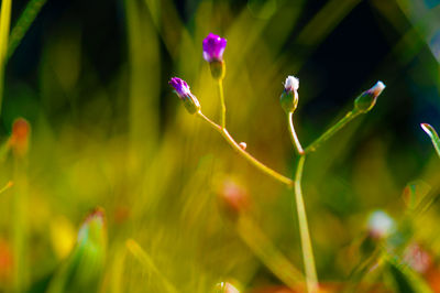 Close-up of purple flowering plant