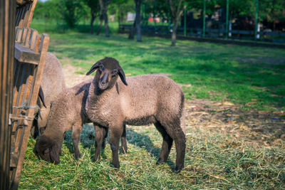 Horses in a field